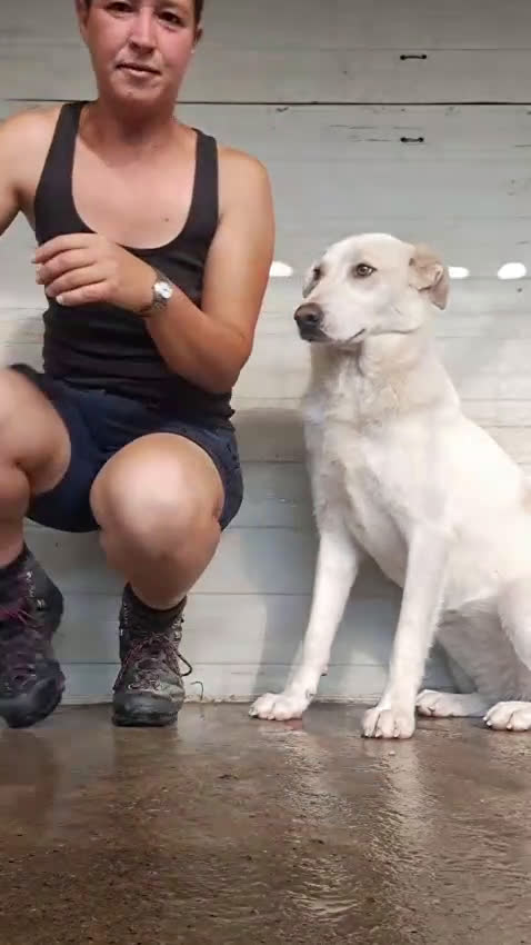 Meticcio cani in regalo: MOLLY  - Video 4