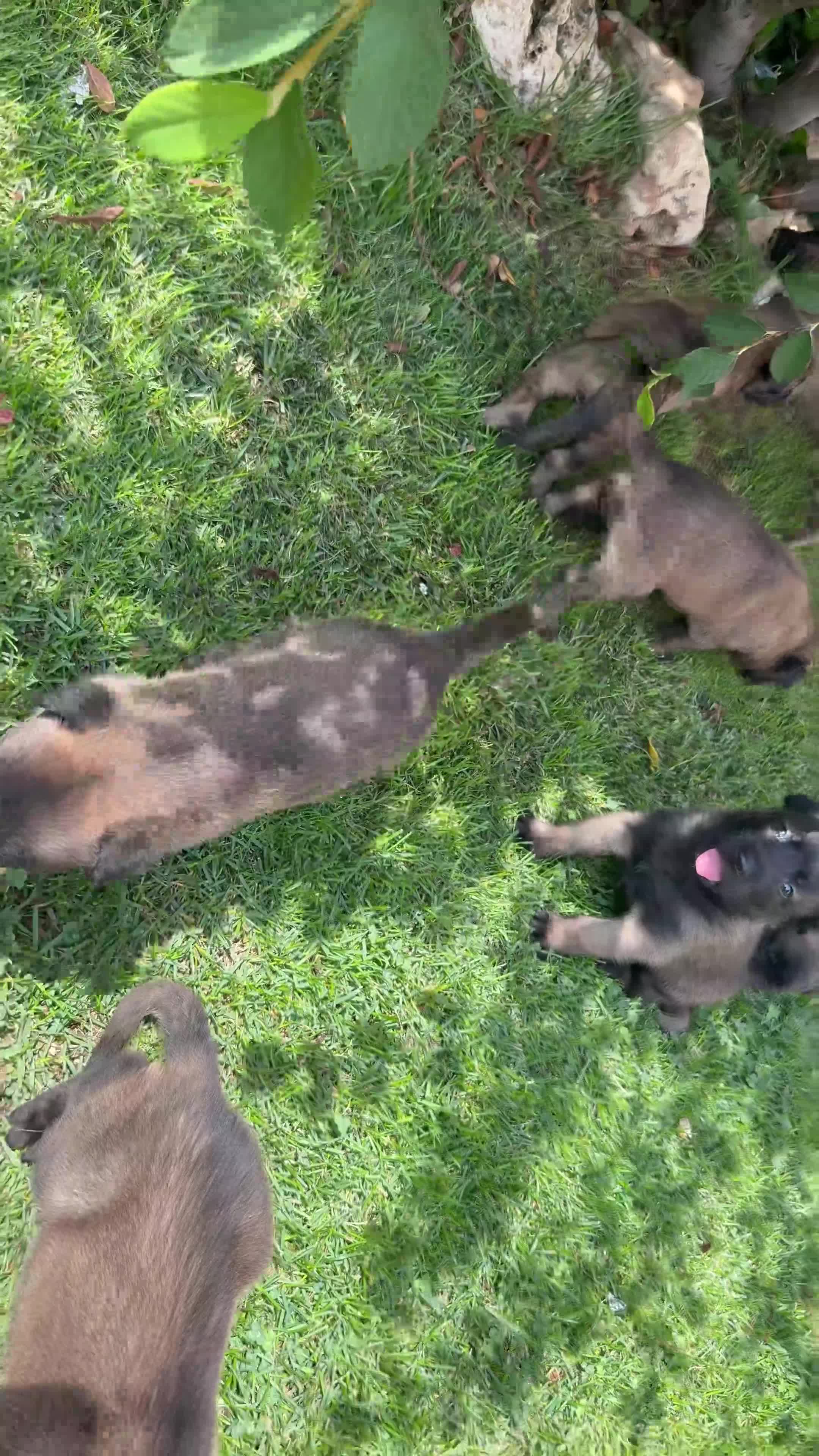 Beagle cani in vendita: Pastore belga Malinois  - Video 1