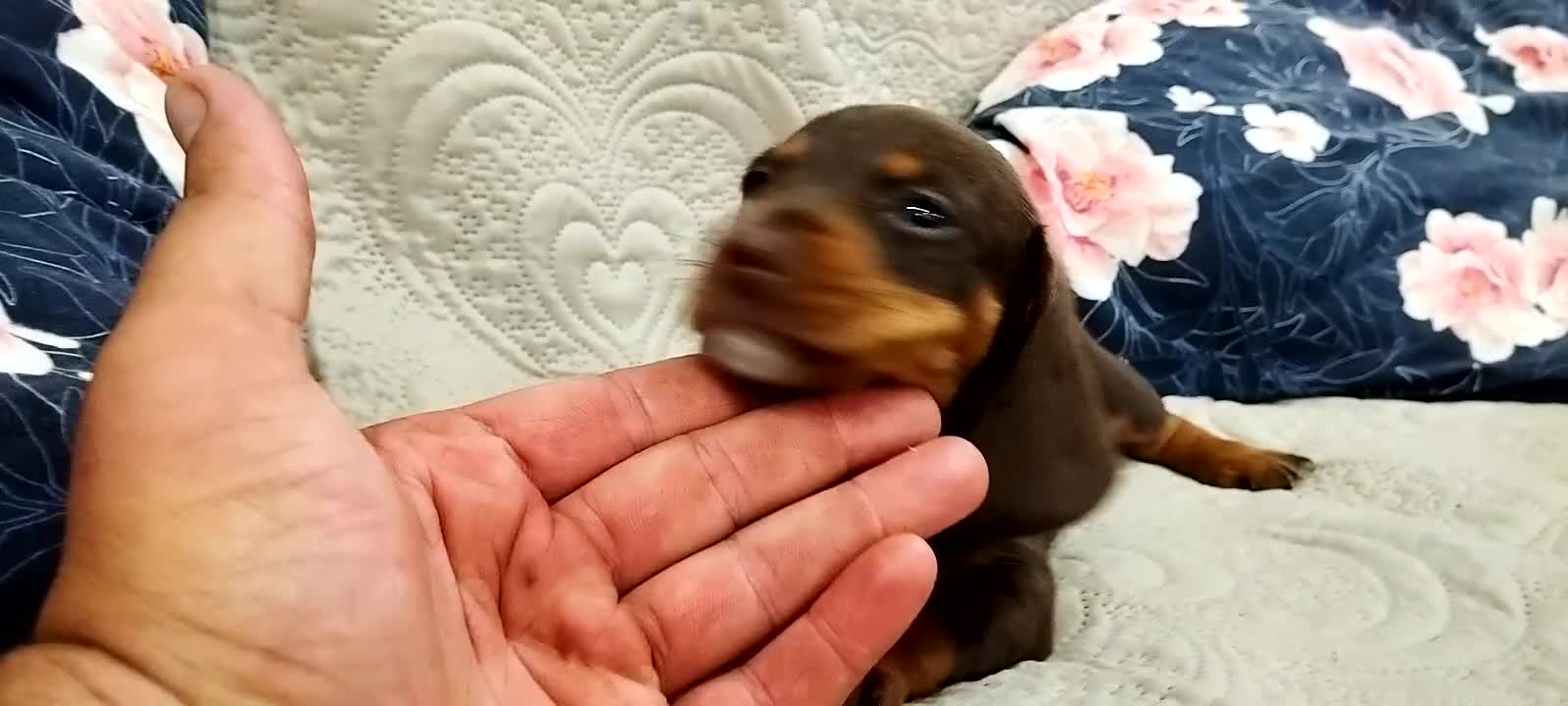 Bassotto cani in vendita: Bassotto  a Città Metropolitana di Torino - Video 1