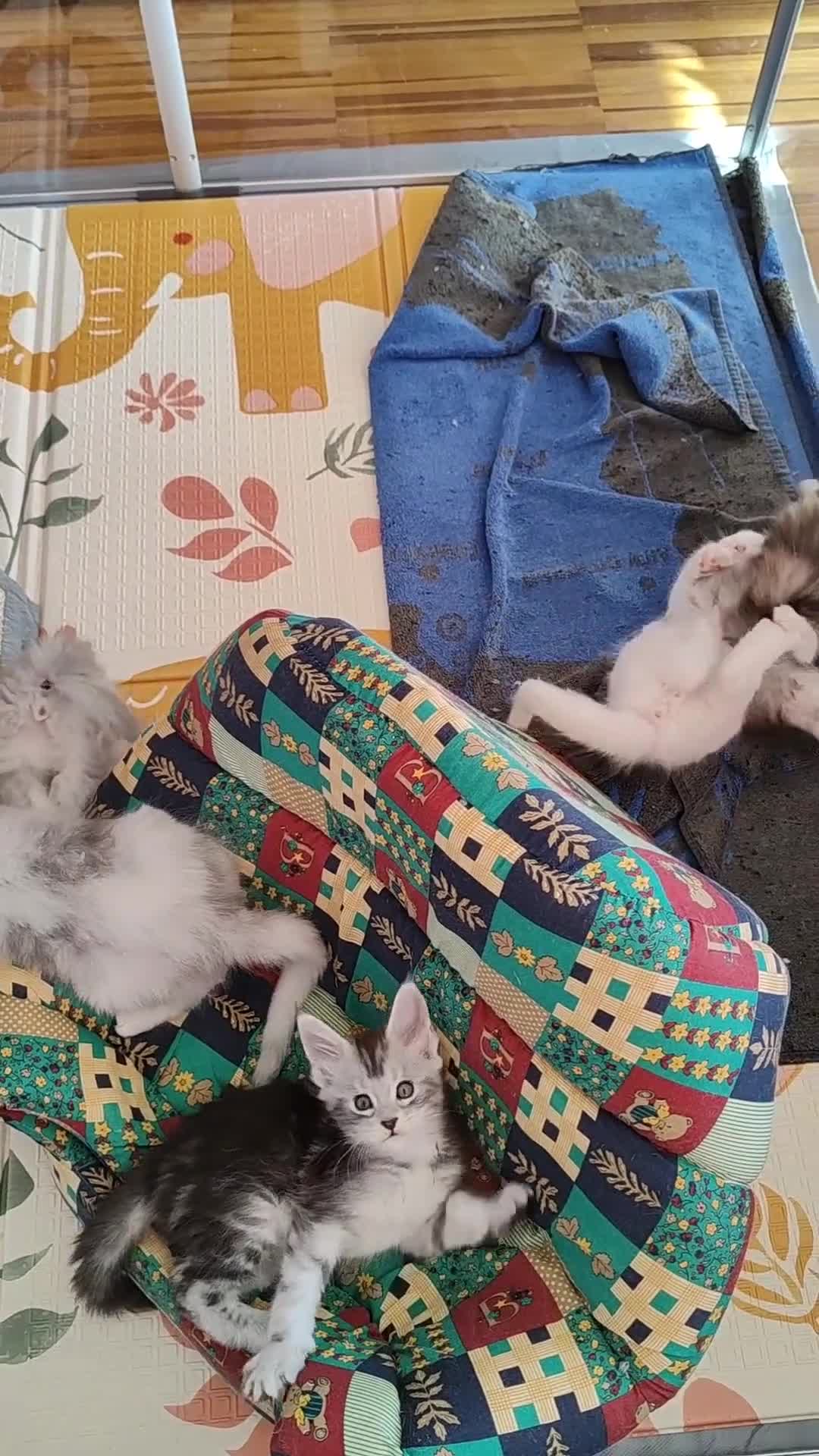 Maine Coon gatti in vendita: Cuccioli Maine Coon Silver - 3 maschi disponibili - Video 1