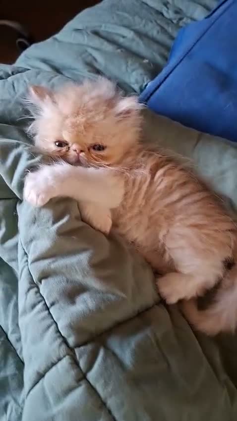 Exotic Shorthair gatti in vendita: Exotic shorthair maschietto - Video 1