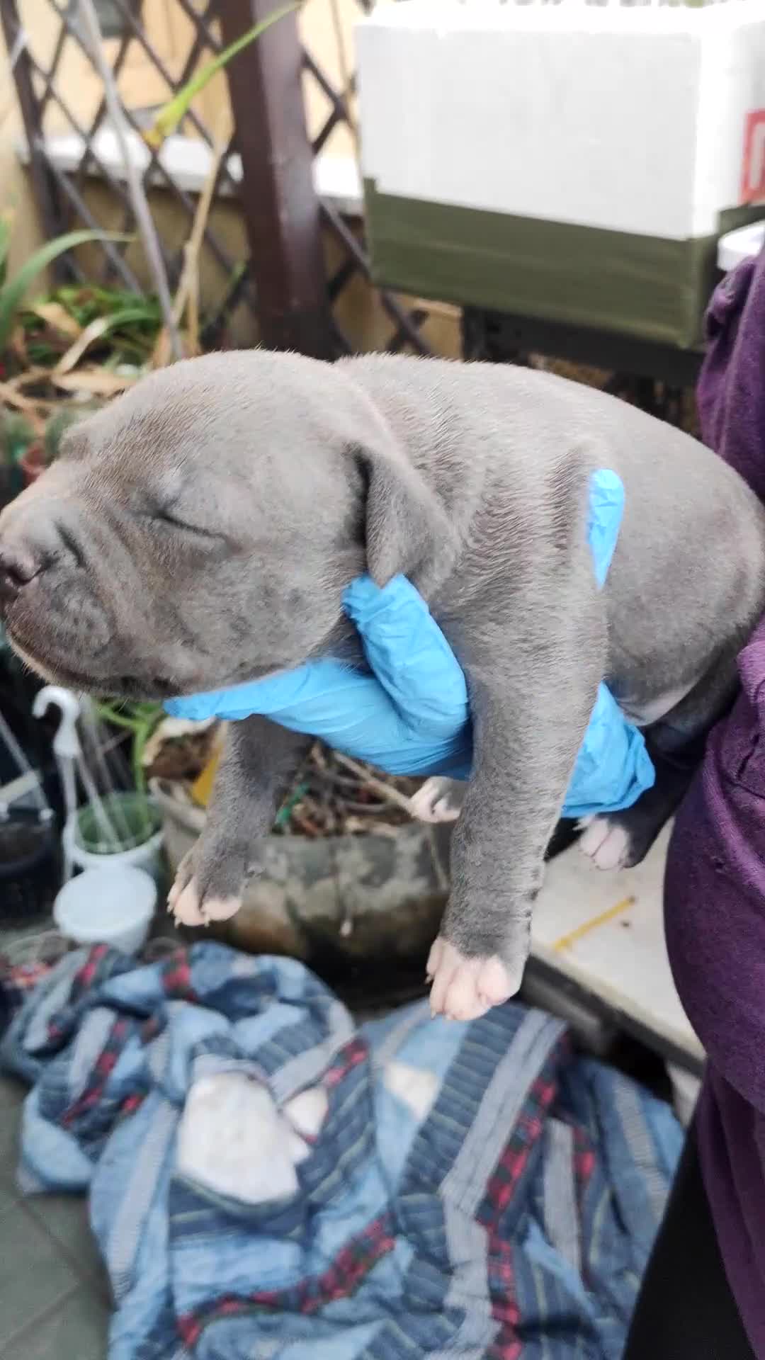 Pitbull cani in vendita: Cuccioli American Pitbull Terrier con pedigree - Video 3