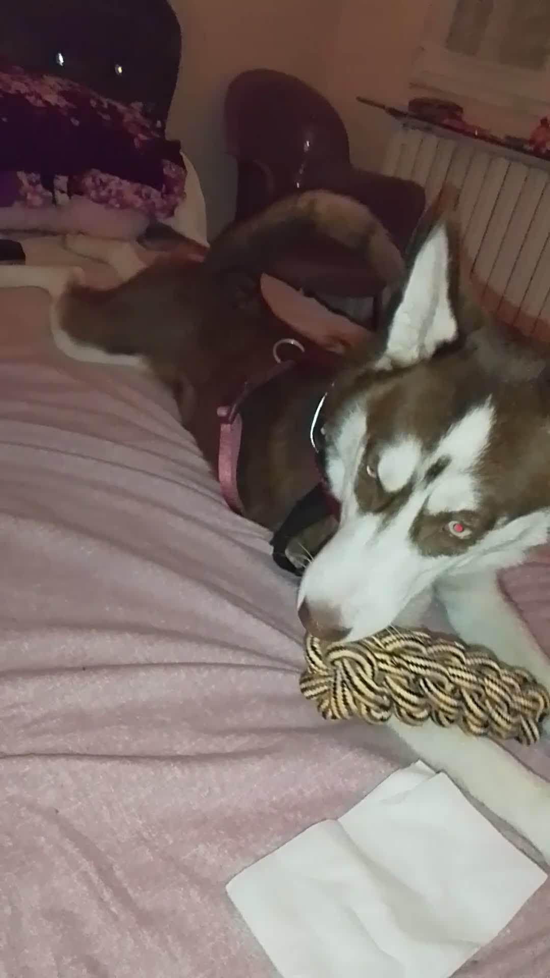 Husky cani in vendita: Husky siberiano femmina  - Video 1