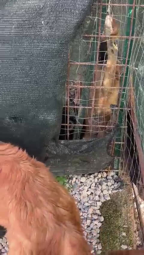 Meticcio cani in regalo: NINA, cucciola di 5 mesi - Video 2