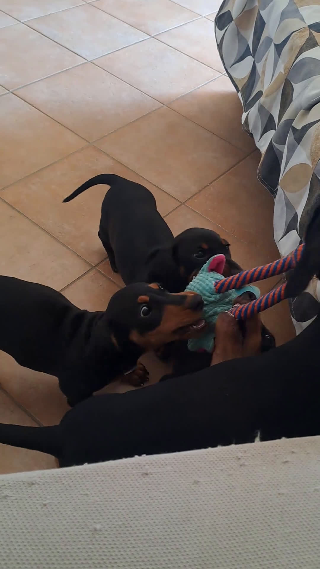 Bassotto cani in vendita: Adorabili cuccioli di bassotto  - Video 1