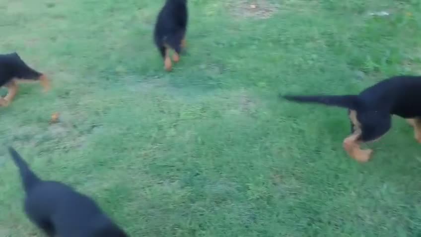 Pastore Tedesco cani in vendita: Ultima cucciola di Pastore tedesco  - Video 2