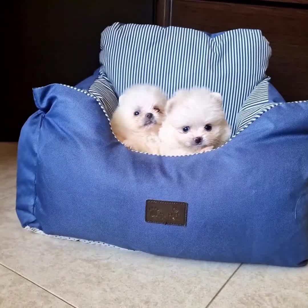 Spitz cani in vendita: Spitz di Pomerania NANO  - Video 1