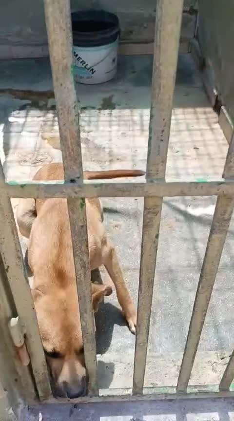Meticcio cani in regalo: Andreina: dolce e socievole con tutti  - Video 3