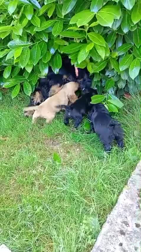Cocker cani in vendita: Cuccioli neri di cocker spaniel con pedigree ENCI - Video 1