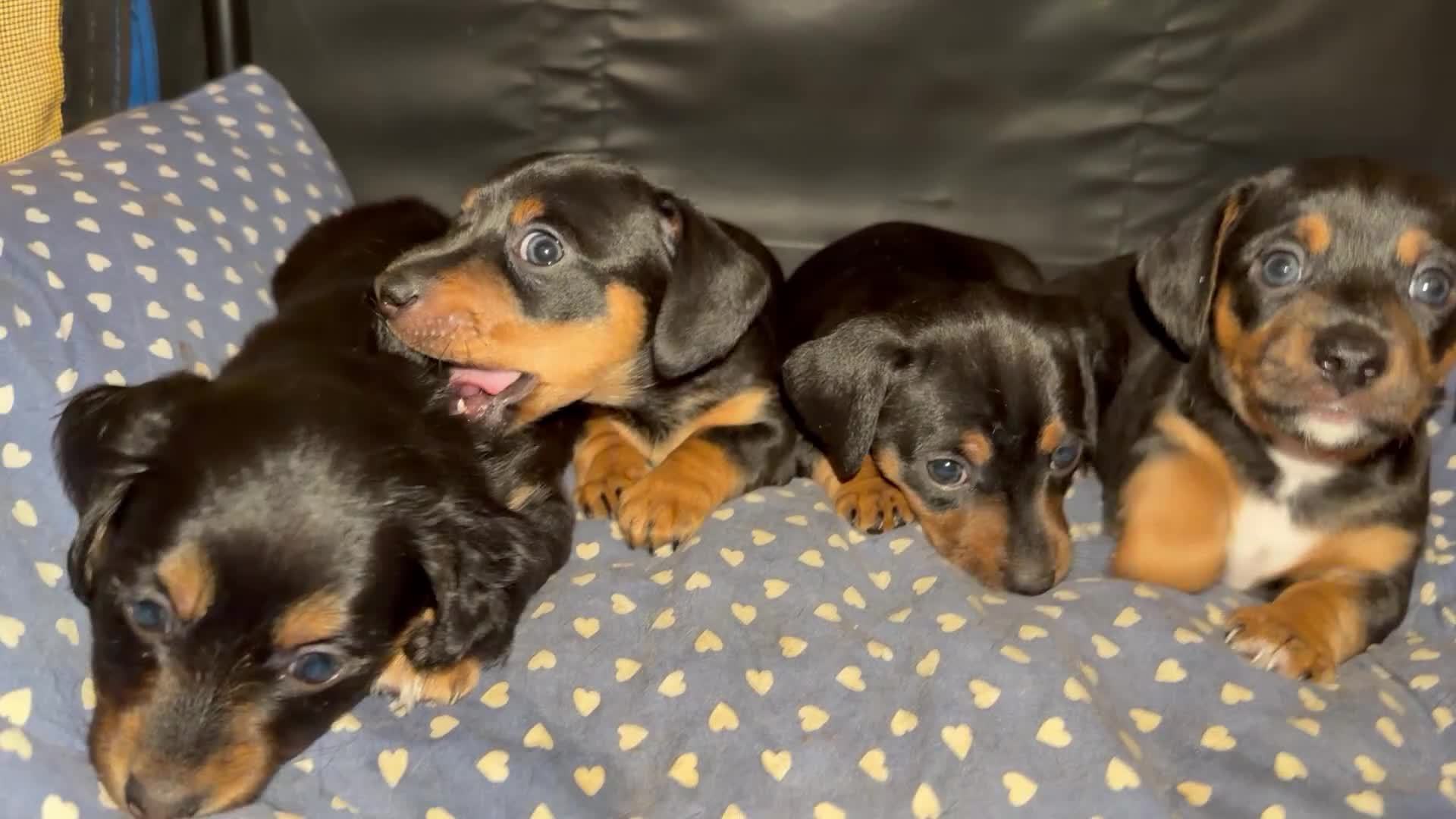 Meticcio cani in vendita: Cucciolata incrocio con  bassotto isabella nano  - Video 2