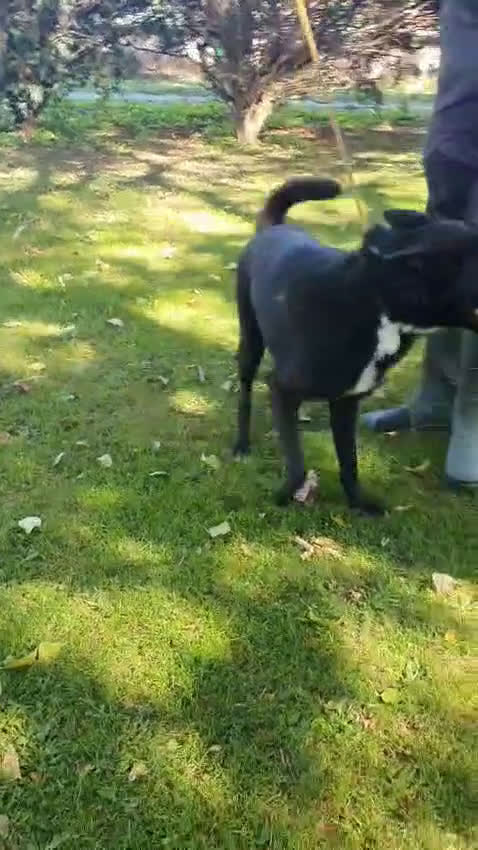 Altre razze cani in regalo: Filippo, cucciolone di un anno cerca casa - Video 1