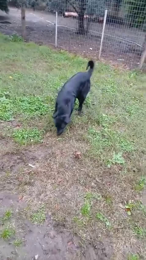 Golden Retriever cani in regalo: Un golden x te - Video 1