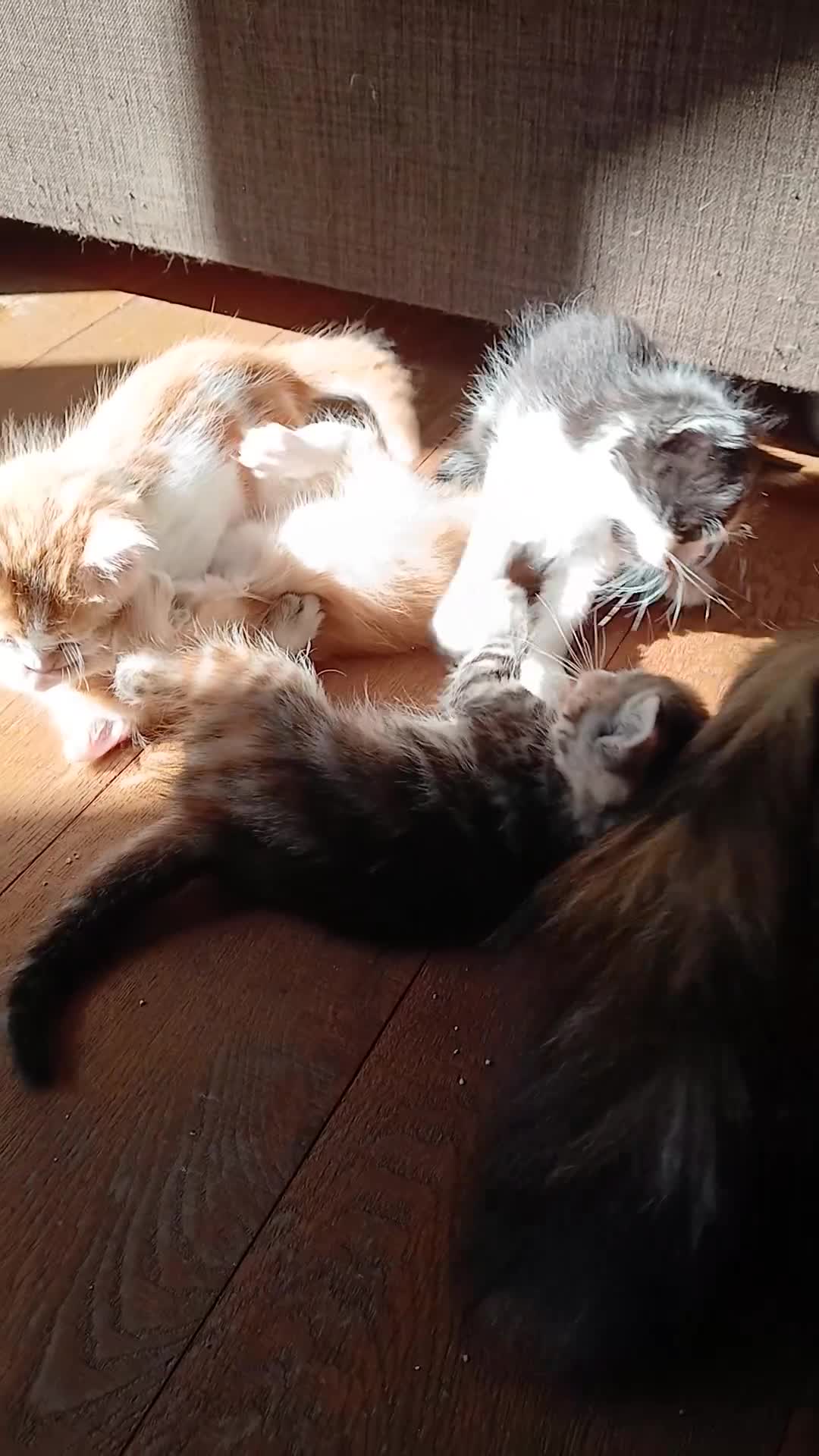 Meticcio gatti in regalo: Regalo gattini  - Video 1