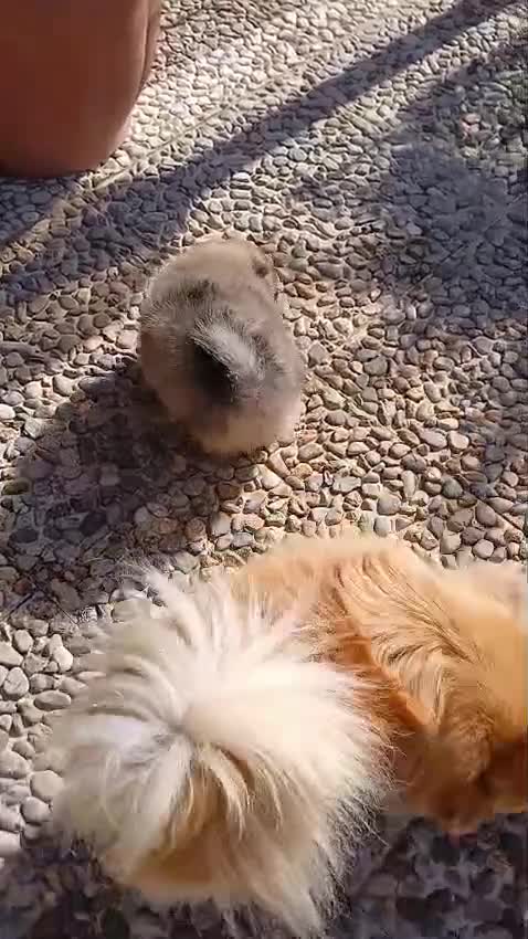 Volpino Pomerania cani in vendita: Cuccioli di pomerania - Video 2