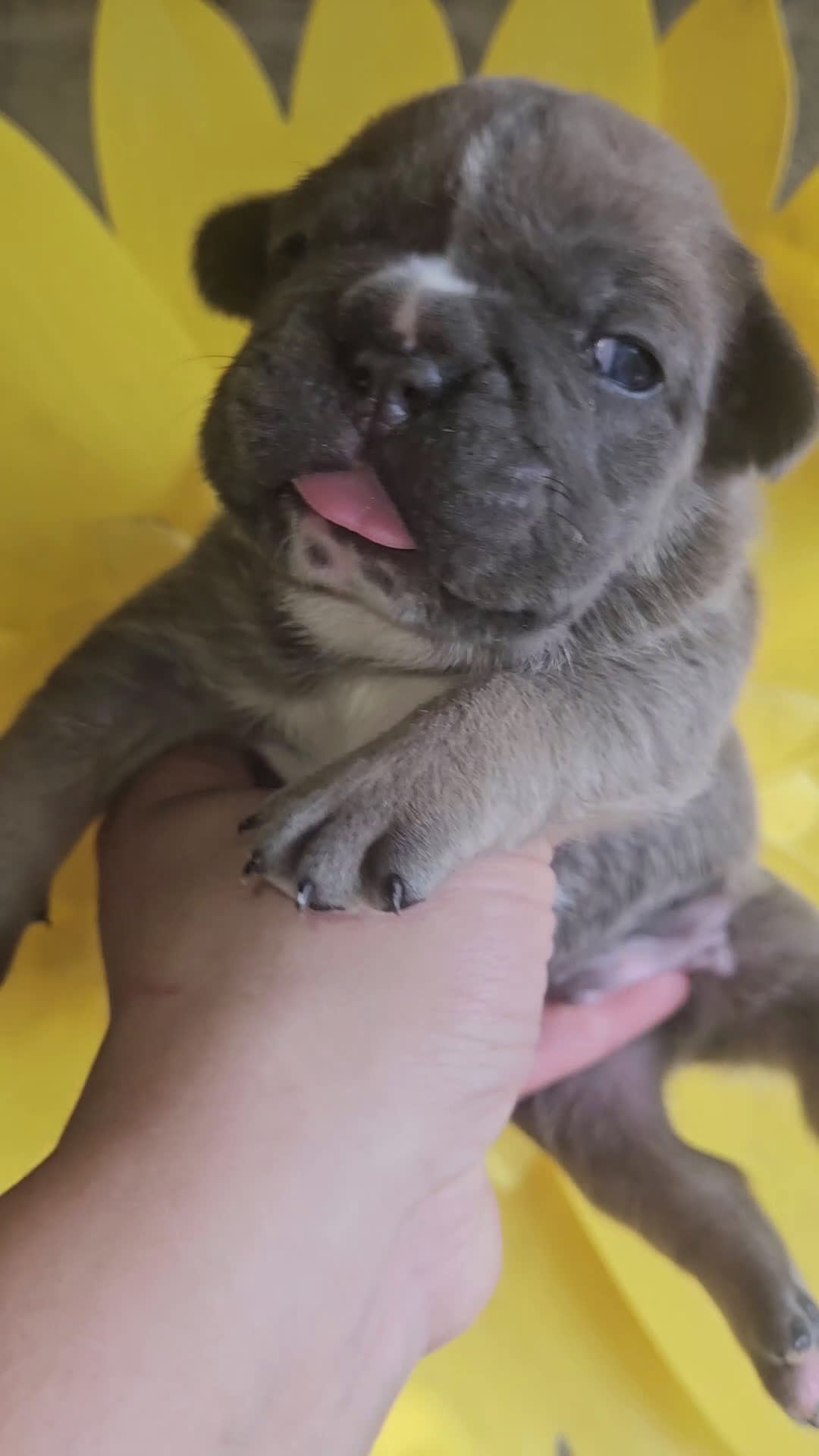 Bulldog Francese cani in vendita: Bulldog francese esotici - Video 1