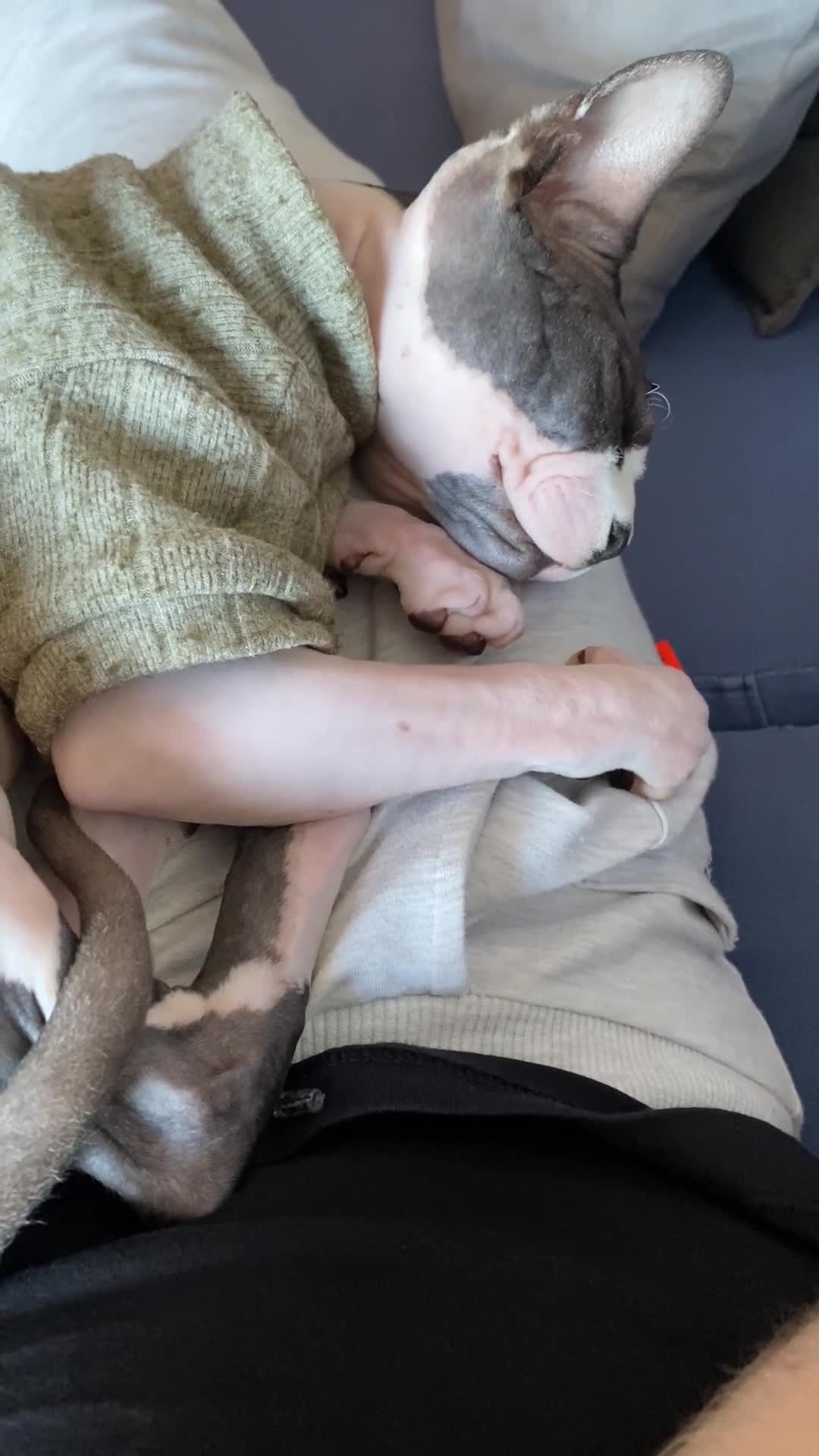 Sphynx gatti in vendita: Sphynx bicolore  a Provincia di Verona - Video 1