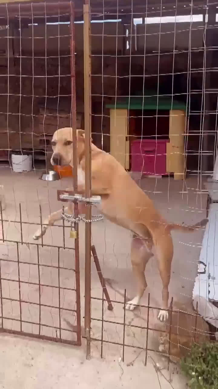 American Staffordshire cani in regalo: Sofy: giovane molossina socievole e affettuosa - Video 1