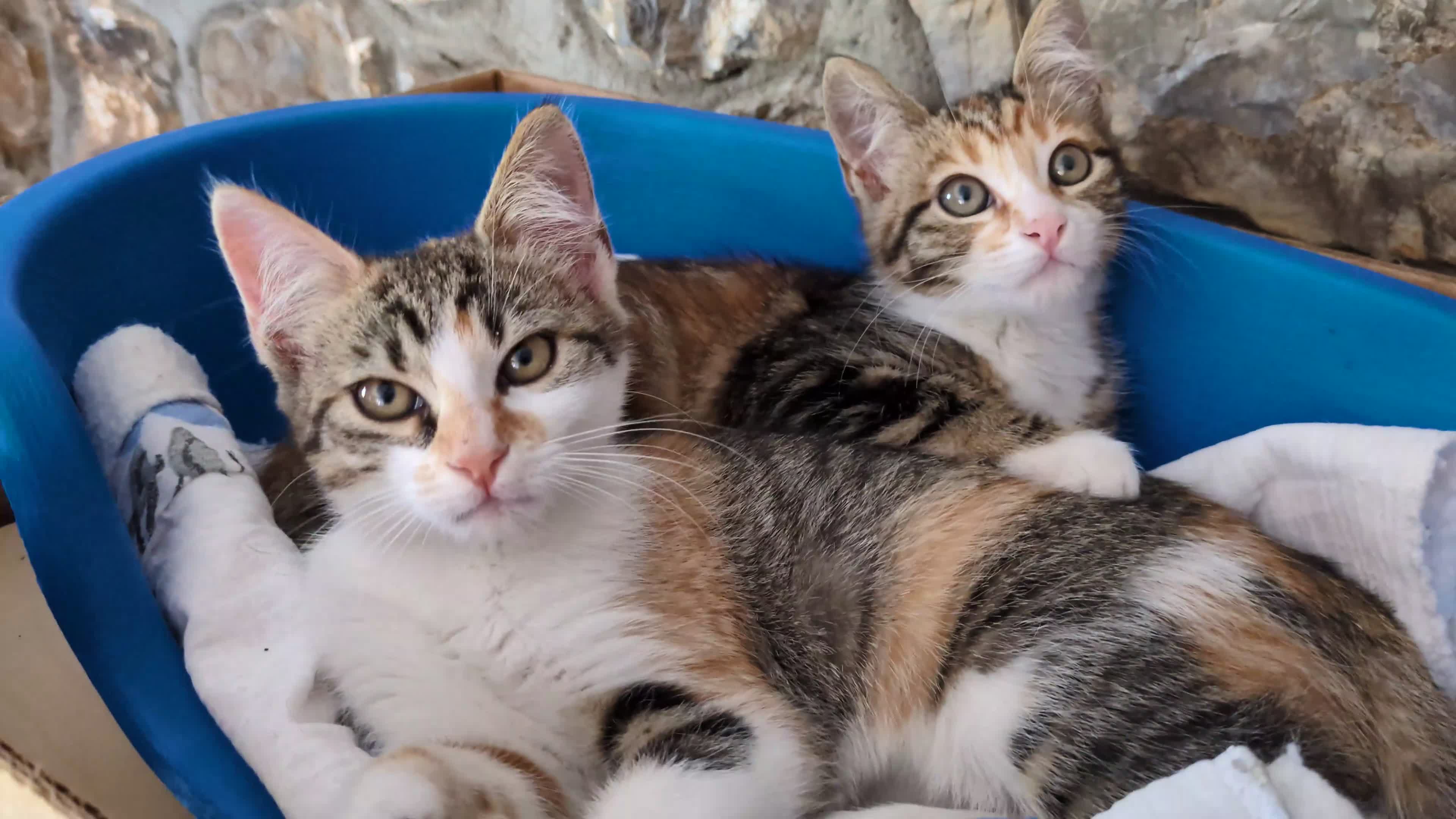 Meticcio gatti in regalo: Le sorelline Pica e Tina - Video 1