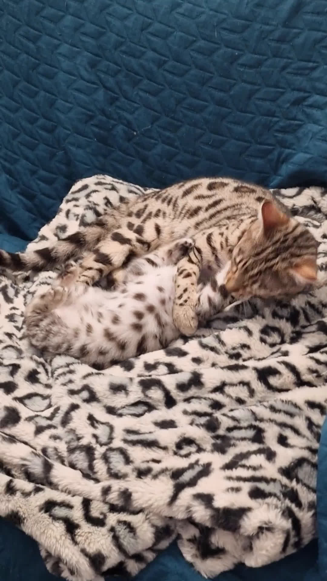 Bengala gatti in vendita: Gatto bengala  - Video 1