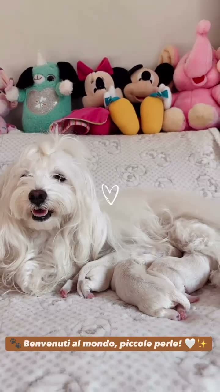 Maltese cani in vendita: Cuccioli di Maltese a Provincia di Imperia - Video 1