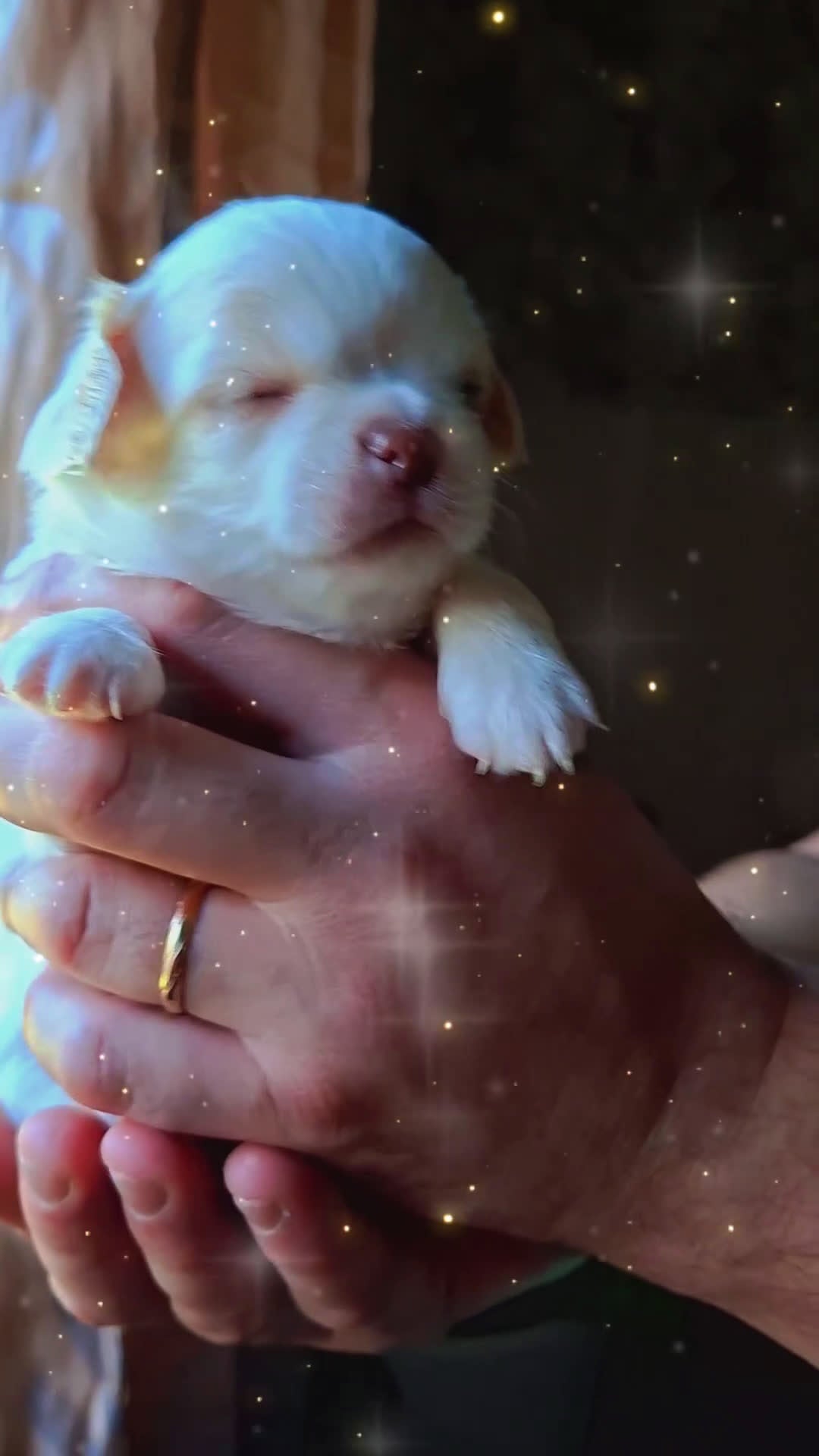 Chihuahua cani in vendita: Maschietti pelo lungo chihuahua  - Video 1