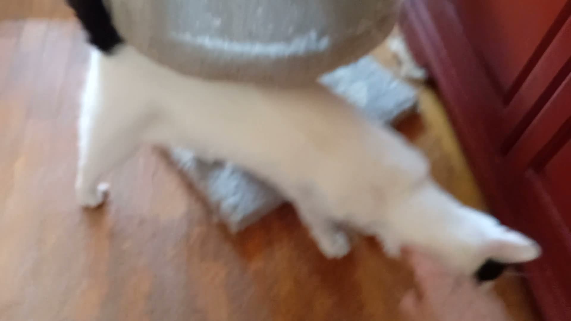 Europeo gatti in regalo: Lea ha urgenza di avere una casa! - Video 1