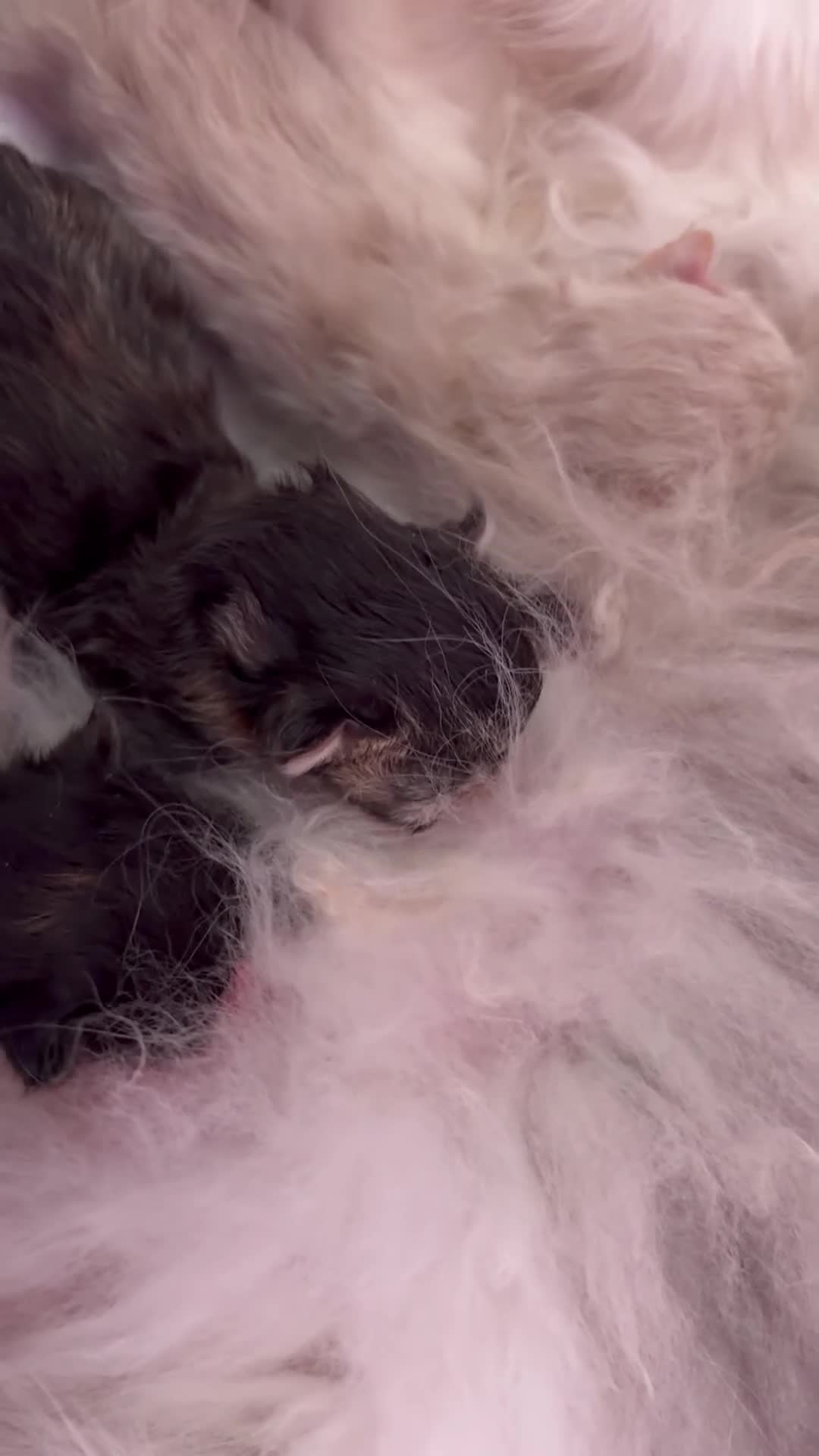Persiano gatti in vendita: bellissima cucciolata persiana a Provincia di Ancona - Video 1