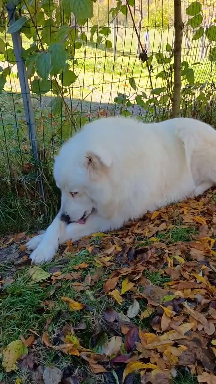 Pastore Maremmano cani in regalo: Buonissimo maremmano sterilizzato  - Video 2