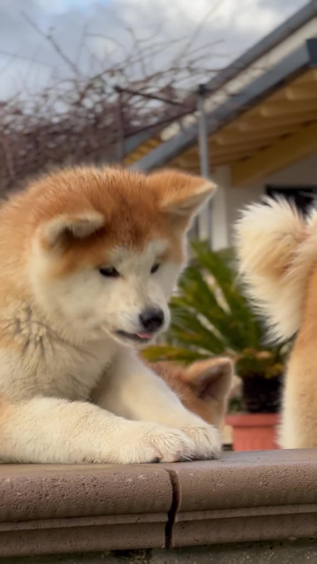 Akita Inu cani in vendita: Cucciolo Akita inu (Top Selection) a Città metropolitana di Roma Capitale - Video 1