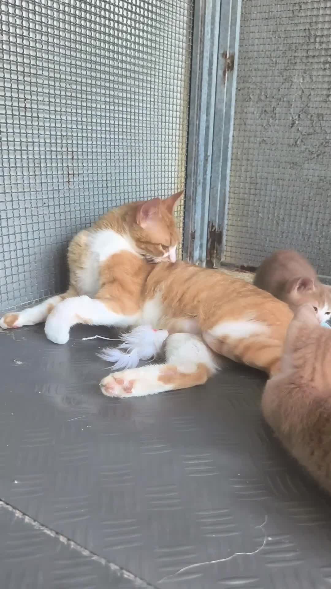 Meticcio gatti in regalo: Piccolo Whisky e la sua bellissima mamma Elisa  - Video 1