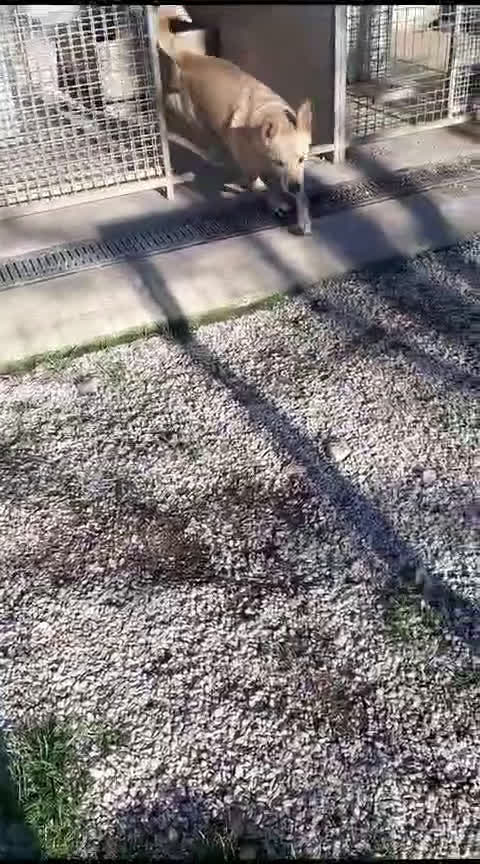 Pinscher Tedesco cani in regalo: EDDY SIMIL PINSCHER 7 ANNI, RINUNCIA DI PROPRIETA' a Roma - Video 1