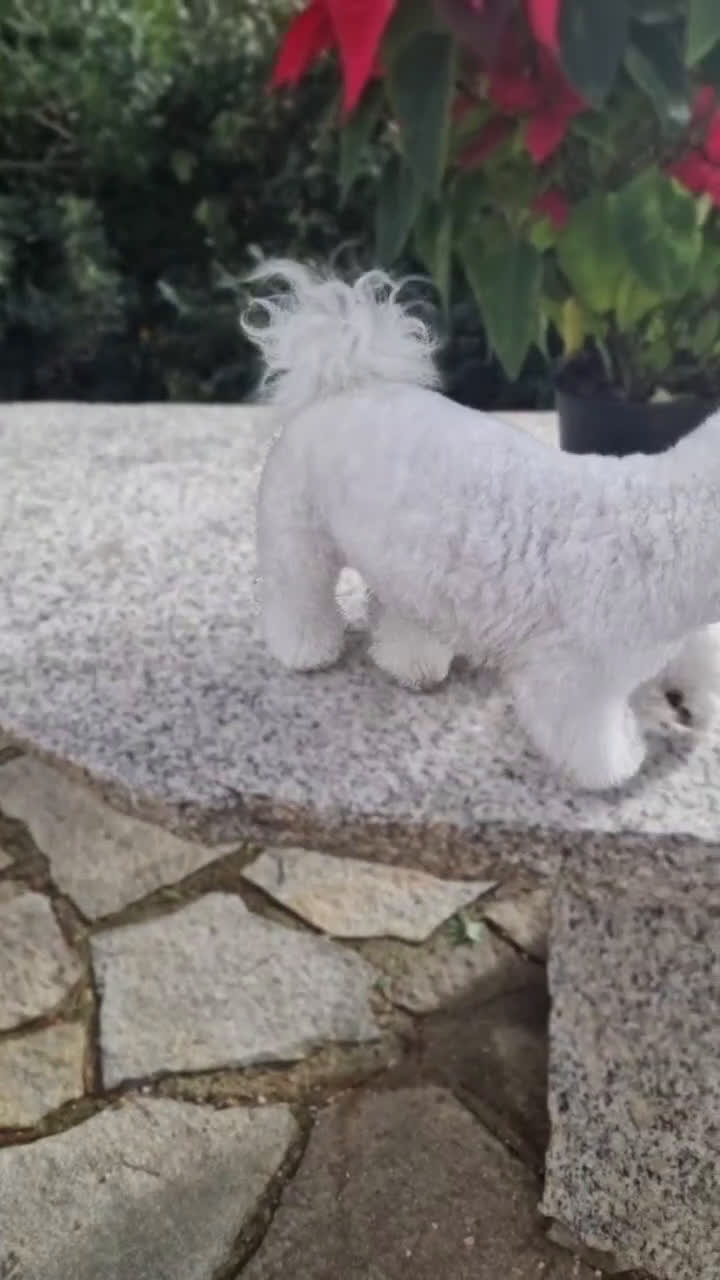 Bichon cani in vendita: Bichon Frise a Provincia del Sud Sardegna - Video 2