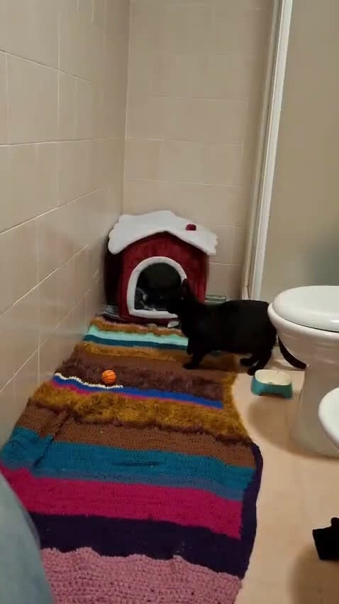 Meticcio gatti in regalo: Salem, 7 mesi, bellissimo micetto  - Video 1