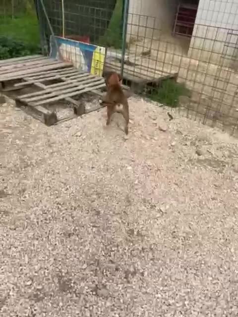 Pitbull cani in regalo: SIMPATICO E DOLCE CUCCIOLONE a Città metropolitana di Roma Capitale - Video 1