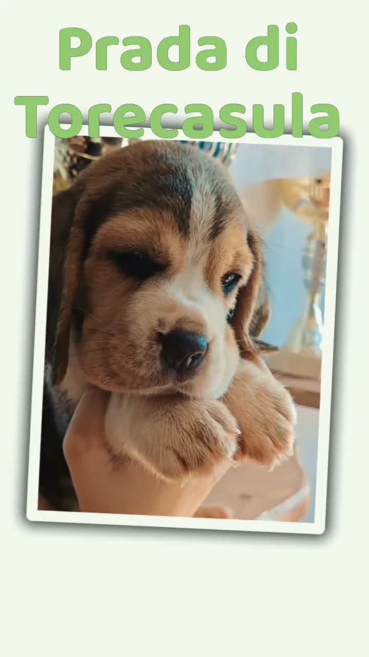 Beagle cani in vendita: Cuccioli di Beagle taglia piccola in standard  a Città metropolitana di Sassari - Video 4