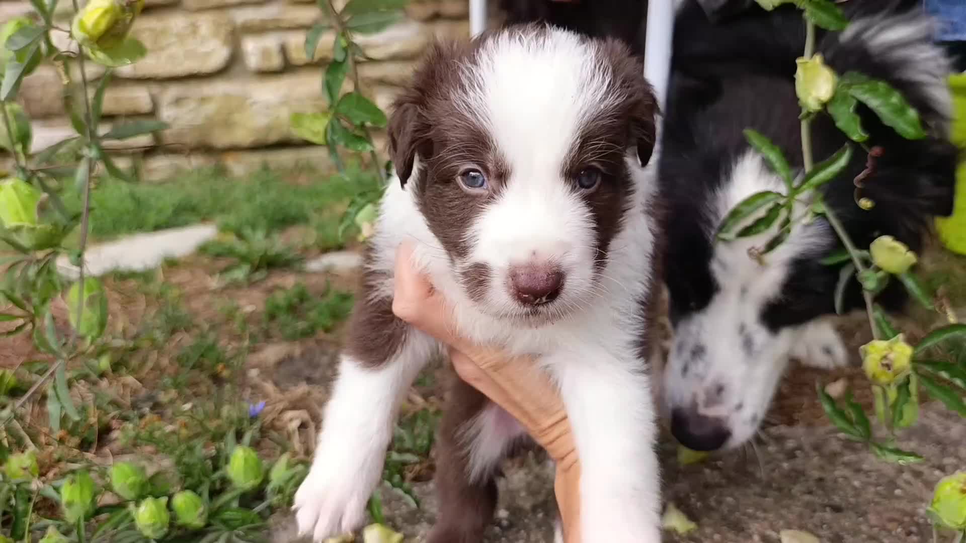 Border Collie cani in vendita: Cuccioli di Border Collie - Video 1