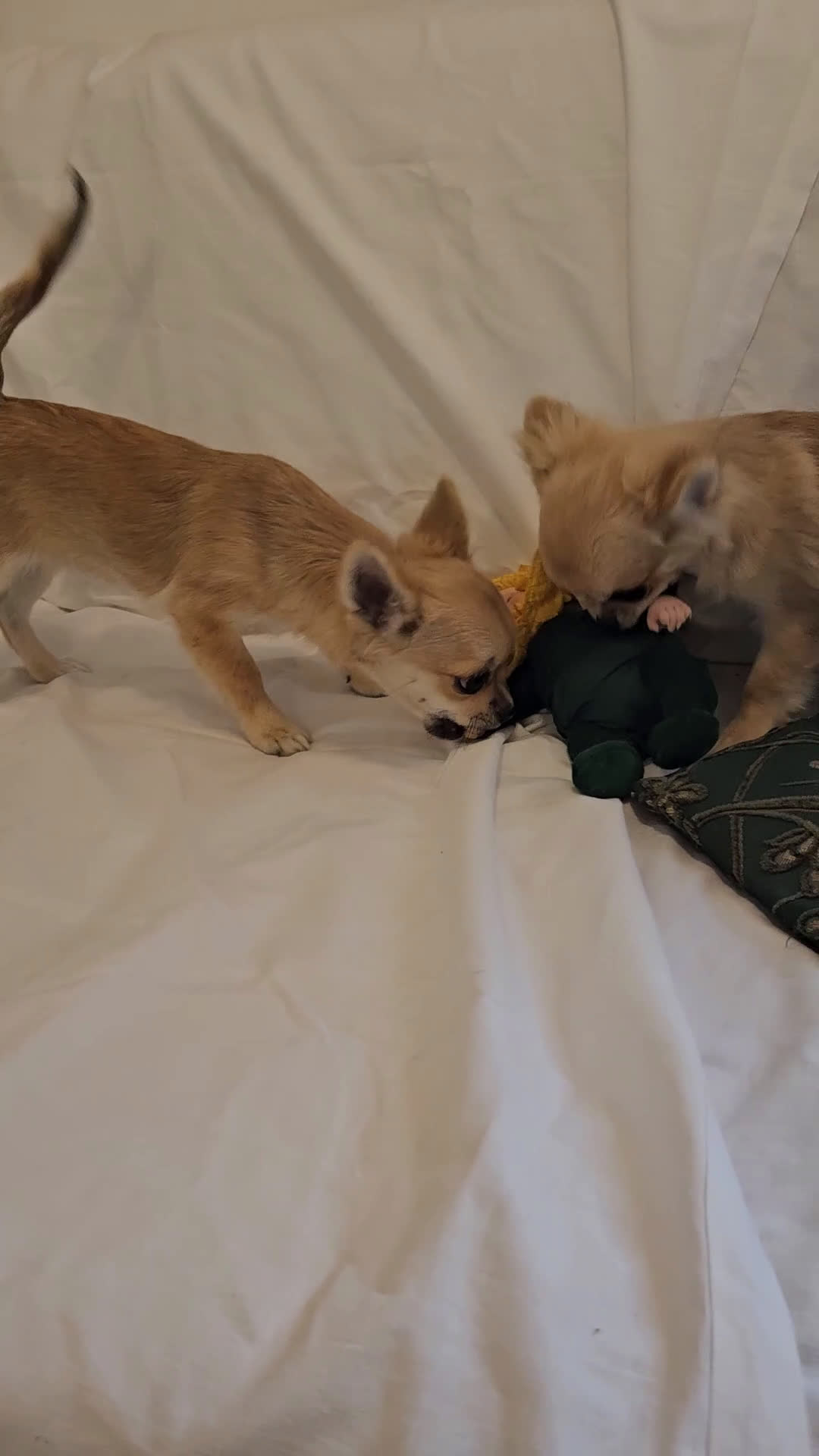 Chihuahua cani in vendita: Maschio e femmina chihuahua con Pedegree Enci  - Video 4