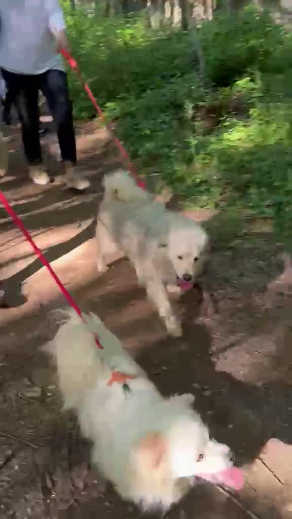 Meticcio cani in regalo: Cooki, tenero e affettuoso simil volpino - Video 1