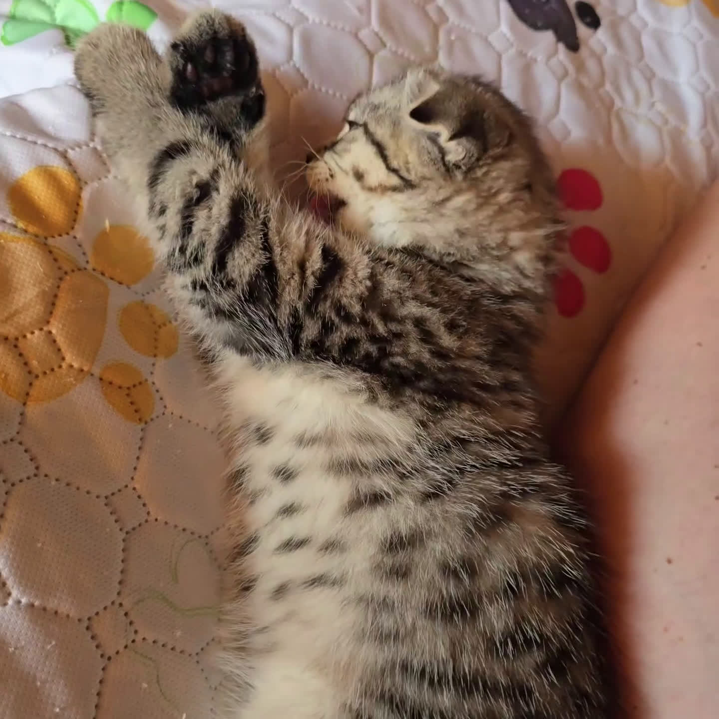 Scottish gatti in vendita: Cuccioli scottish fold e straight  a Provincia di Vicenza - Video 5