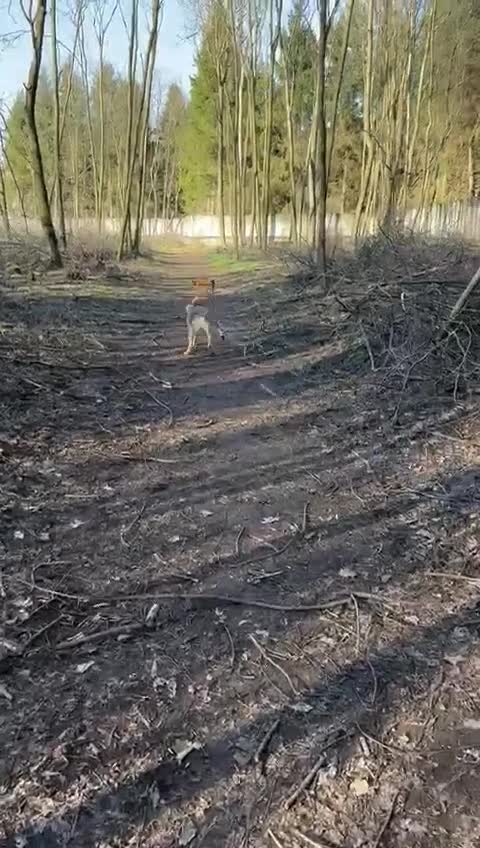 Meticcio cani in regalo: Whisky, un tenerissimo meticcio  - Video 1