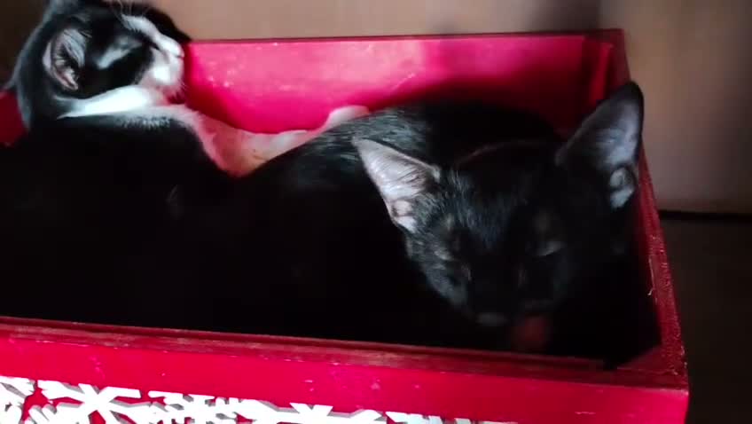Europeo gatti in regalo: 🧡 TONIA DOLCE GATTINA CERCA CASA  - Video 1