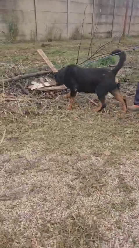 Rottweiler cani in regalo: Ares: 5 anni, Rottweiler equilibrato, socievole  a Città Metropolitana di Genova - Video 1