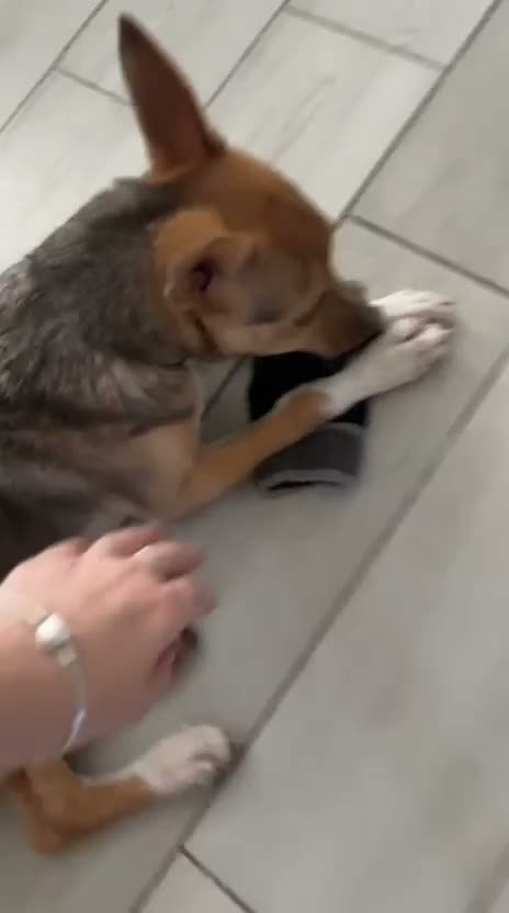 Meticcio cani in regalo: RIO METICCIO a Città metropolitana di Catania - Video 1