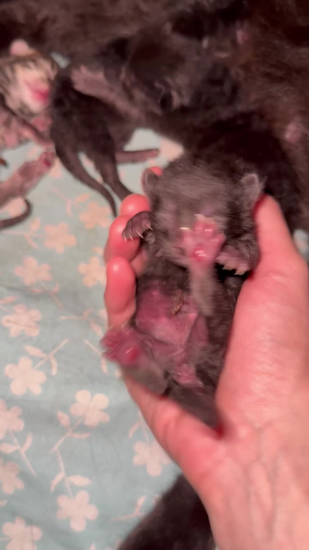 Altre razze gatti in vendita: 🩶🩵GATTINI MOLTO BELLI E INTELLIGENTE🩷🖤 - Video 1