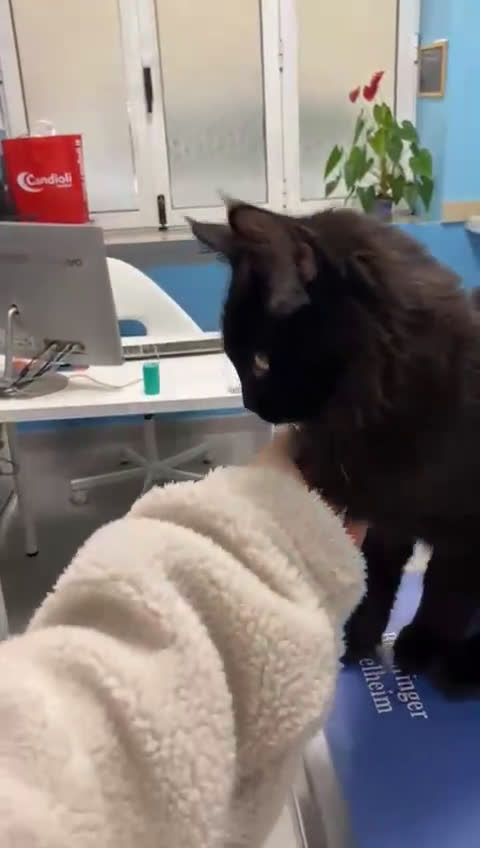 Maine Coon gatti in vendita: CUCCIOLI MAINE COON BLACK SOLID - Video 1