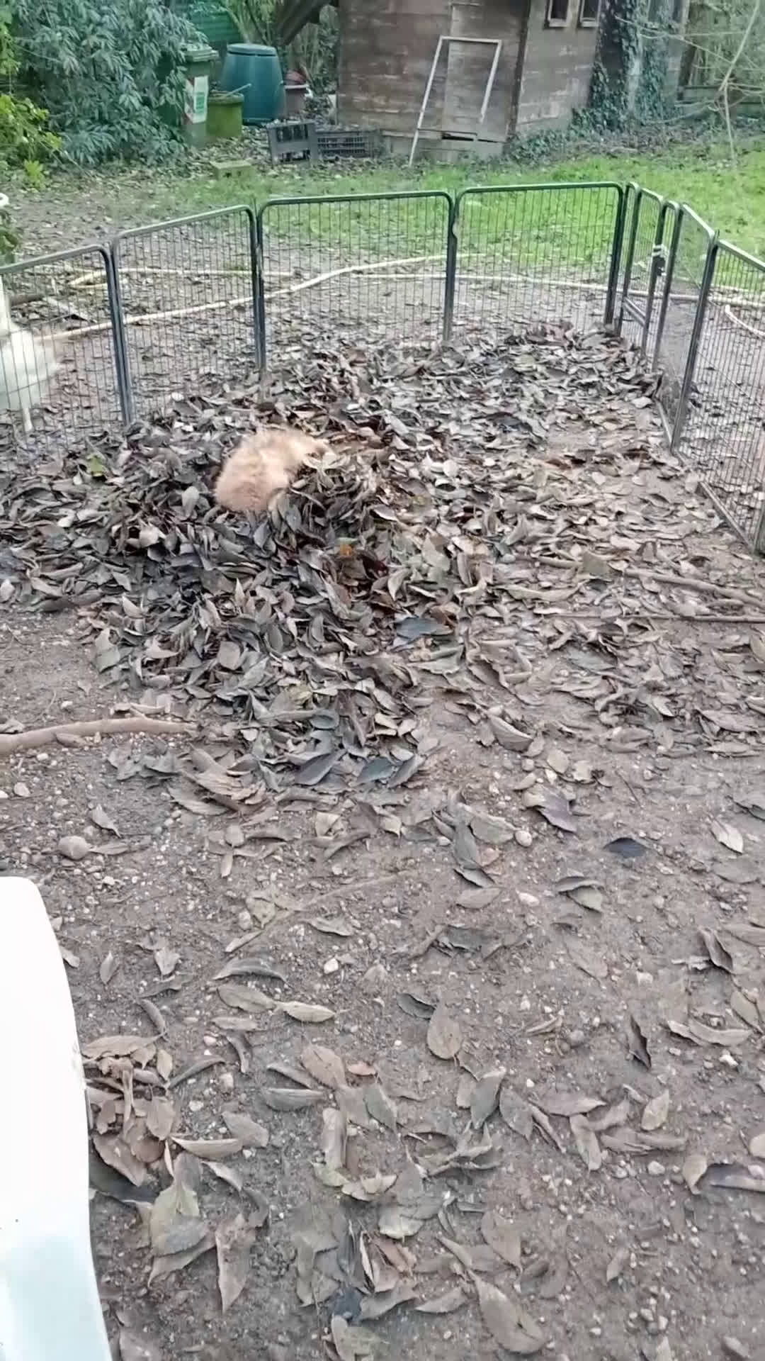 Spitz cani in vendita: Cucciole di Spitz Piccolo  - Video 2