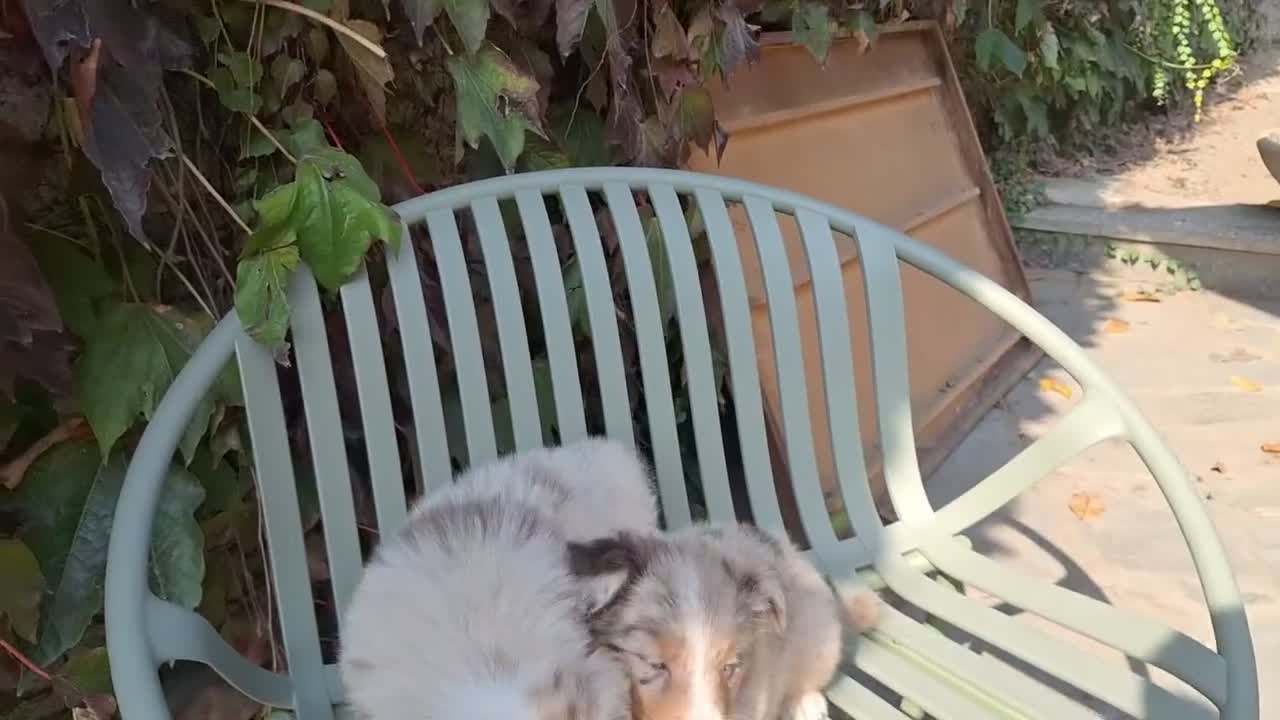 Australian Shepherd cani in vendita: pastore australiano  - Video 2