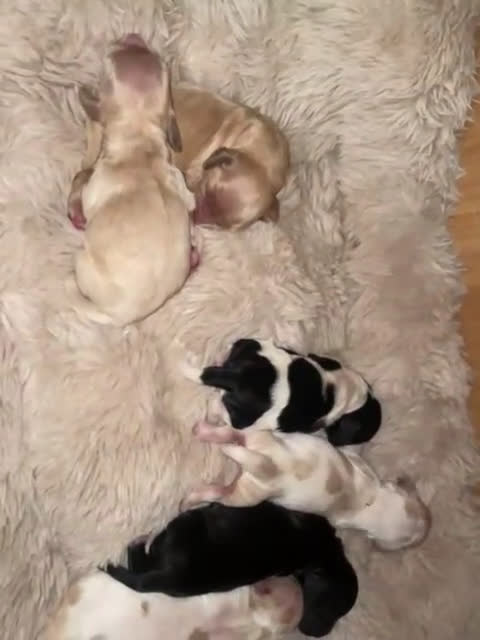 Cocker cani in vendita: Cuccioli di Cocker SpanielLinea Inglese Rari - Video 3