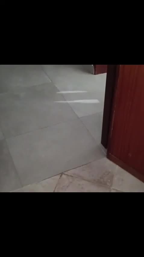 Volpino Pomerania cani in vendita: Cuccioli di Pomerania con pedigree ENCI - Video 1