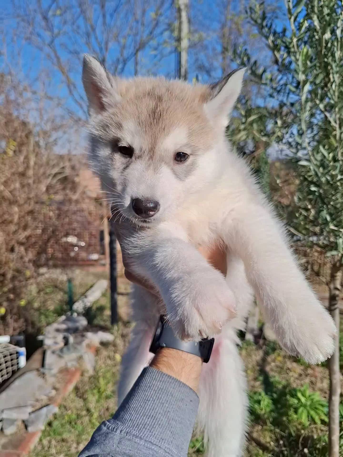 Husky cani in vendita: Cucciola Siberian Husky con pedigree - Video 1